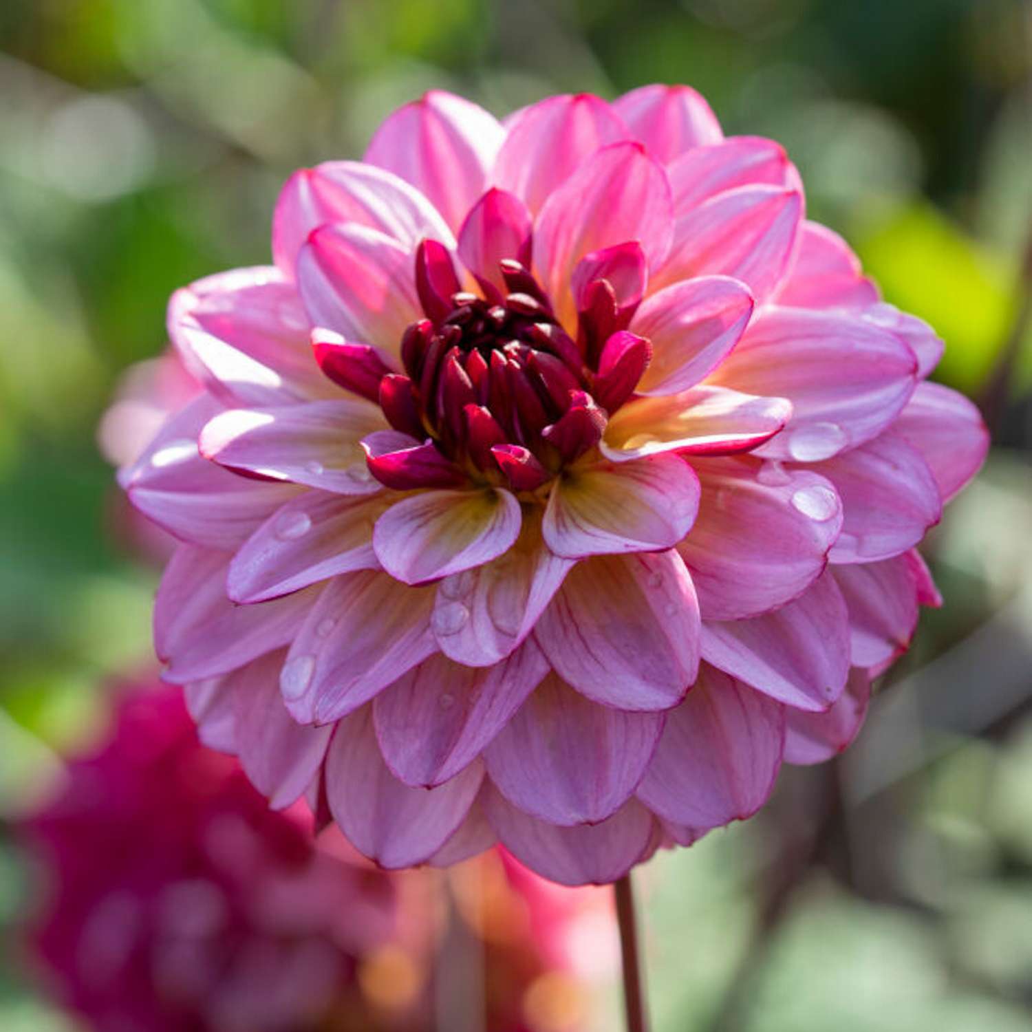 Daalia 'Muchaha'